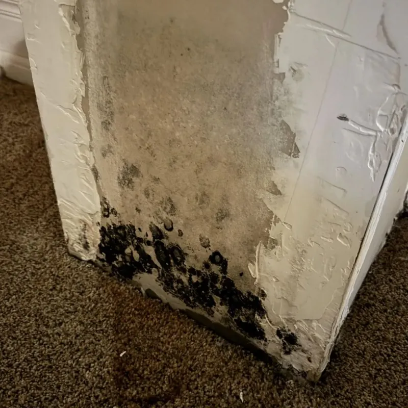 Professional Mold Removal in Walnut Grove, GA